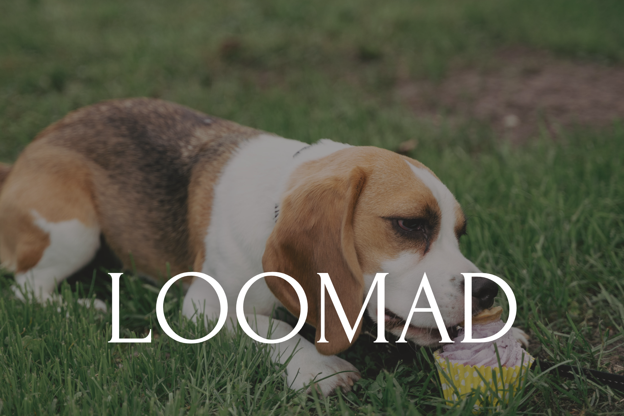 Portree-, pere- ja ettevõtmiste fotograaf Tallinnas Miina Arop-Priidik