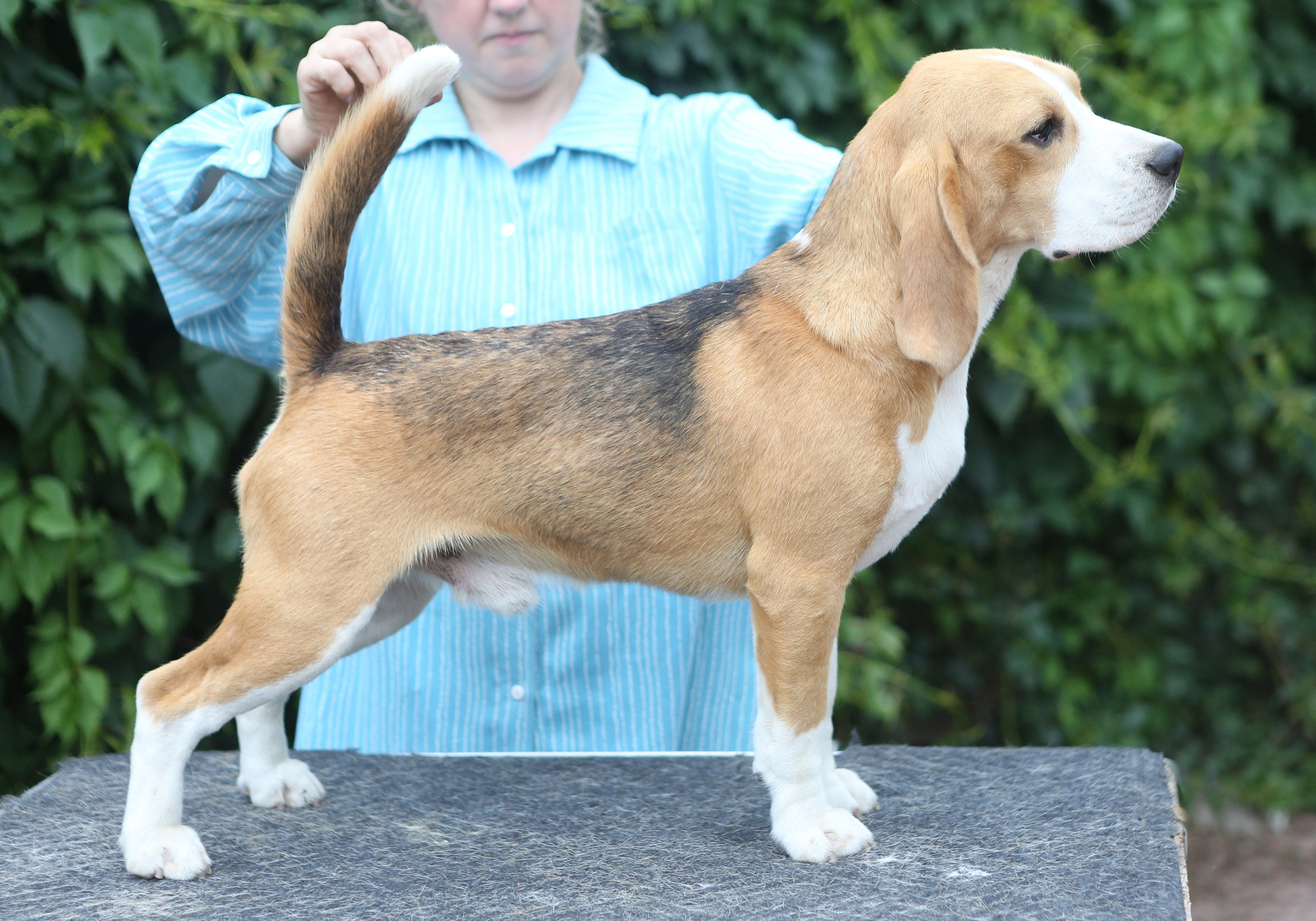 Selesa's Dreams Guardian. Розплідник біглей в Україні