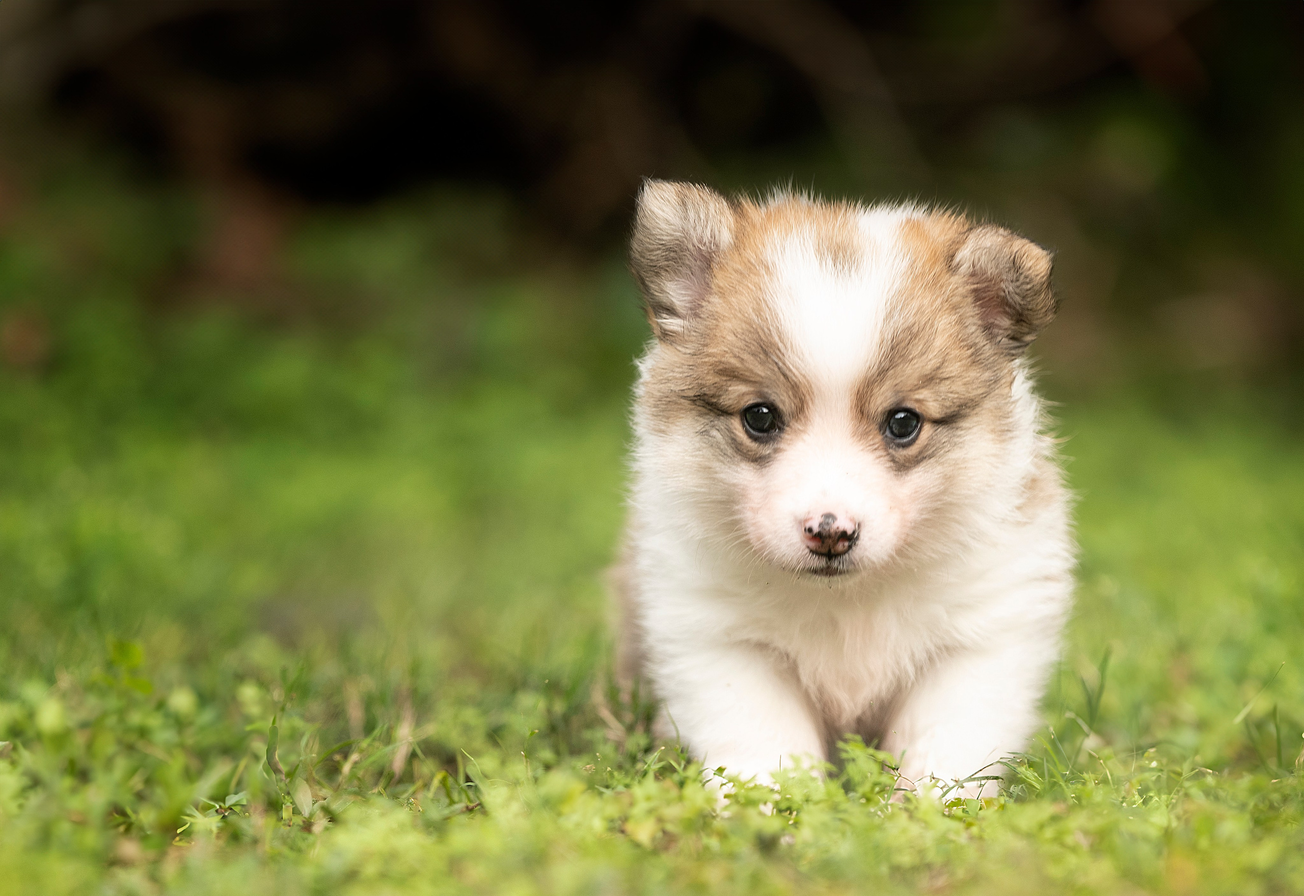 Special Services. Katerina Royter Pet Photographer North Florida