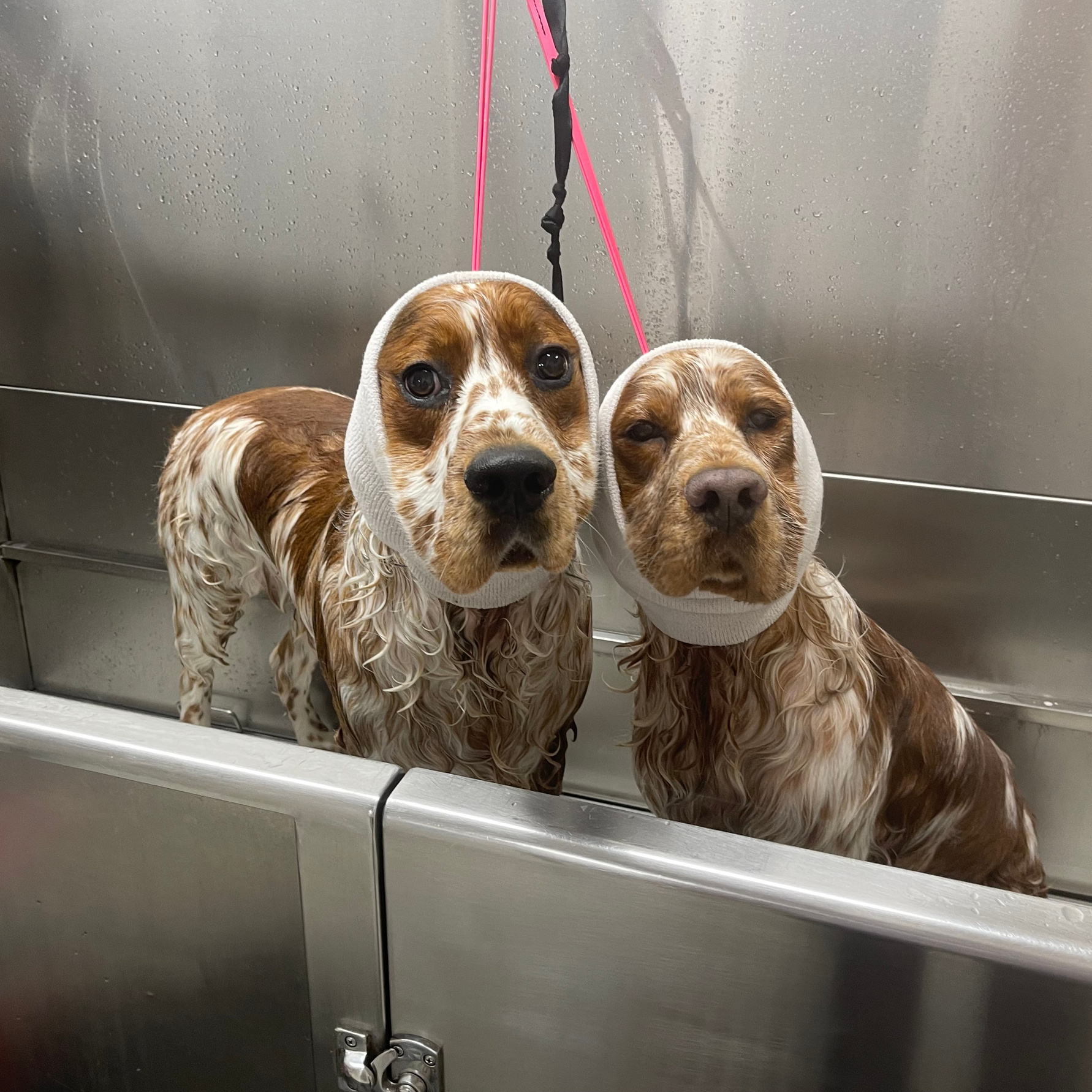 Doggie Stylz Pet Salon