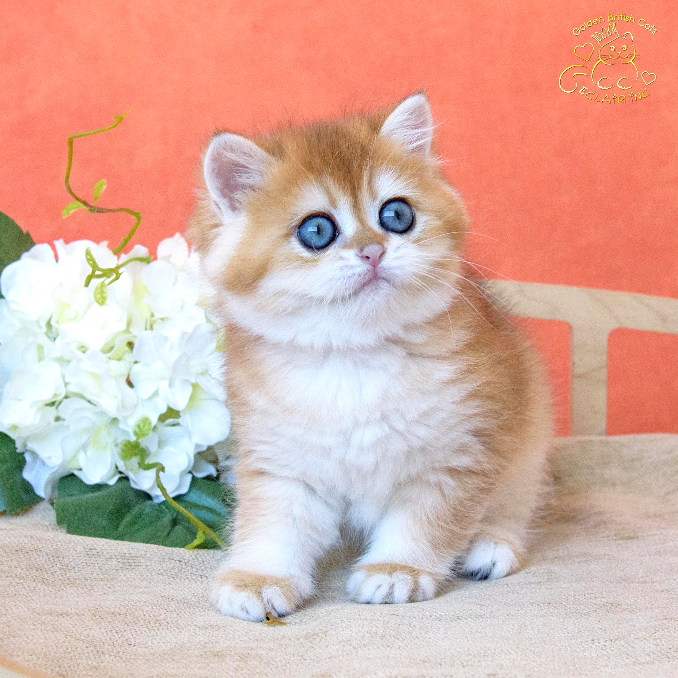 British shorthair cattery, british kittens Limassol, british kitten Cyprus, british kittens price