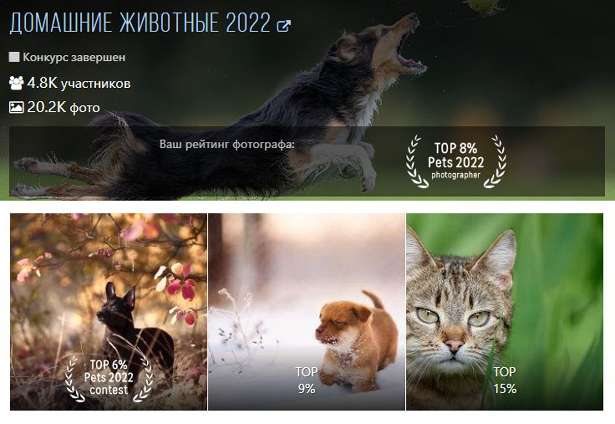 35 AWARDS «Домашние животные 2022» TOP 6% contest TOP 8% Photographer. Профессиональный Фотограф Халемонец Андрей в Кривой Рог Днепр Украина