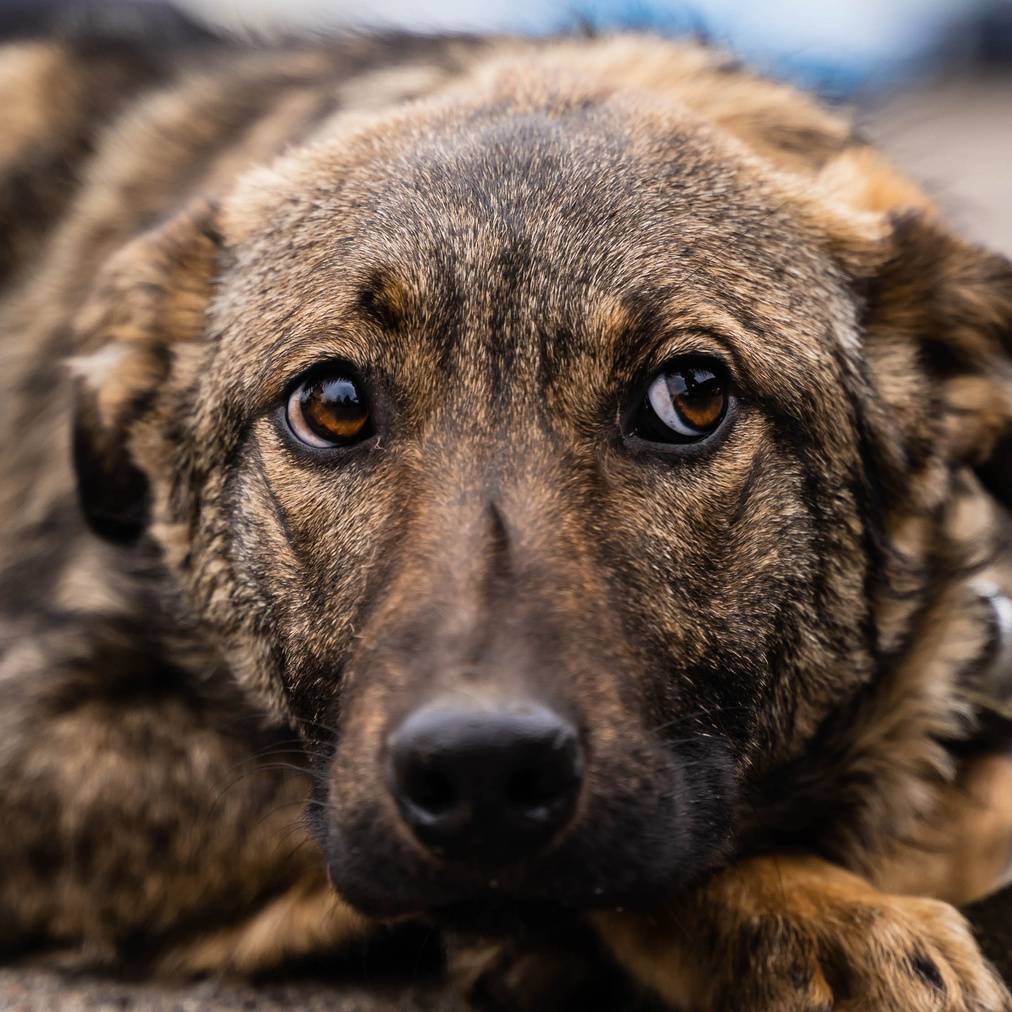 Сім’я кожному. Family photographer in Kiev Natalia Shkavron