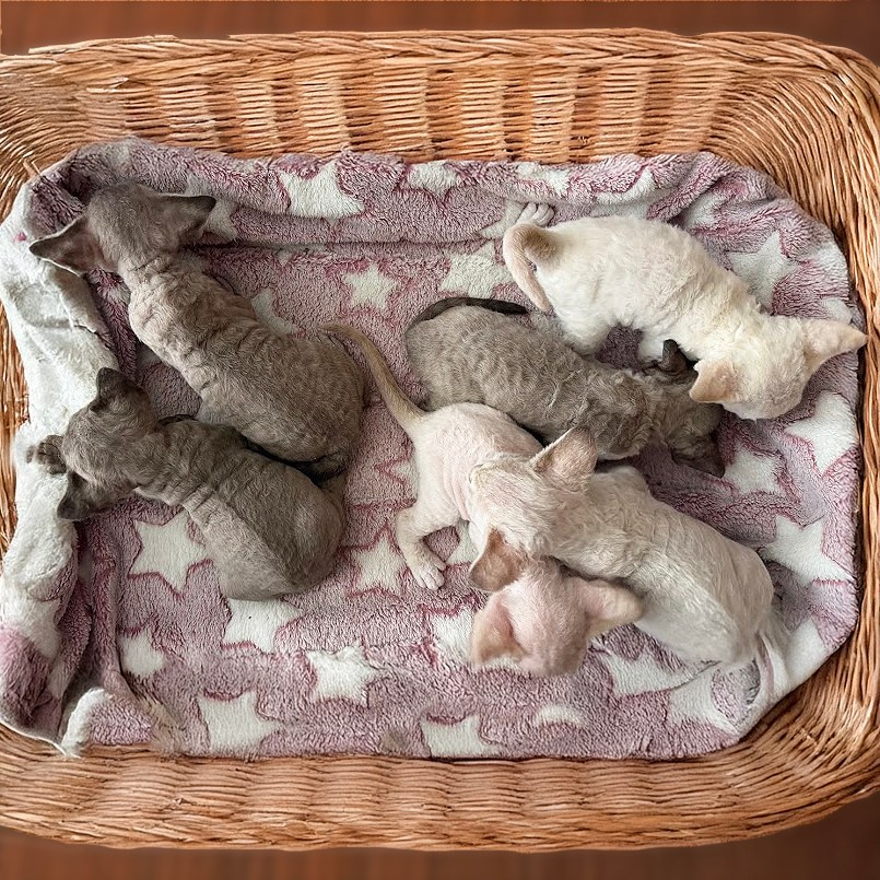 KITTENS. Devon Rex Pixie Cattery