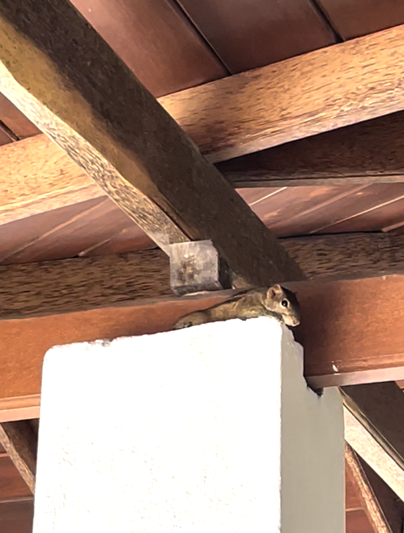 Sri Lanka'ya Seyahat Etmenin Artıları ve Eksileri - Kapsamlı Bir Rehbe