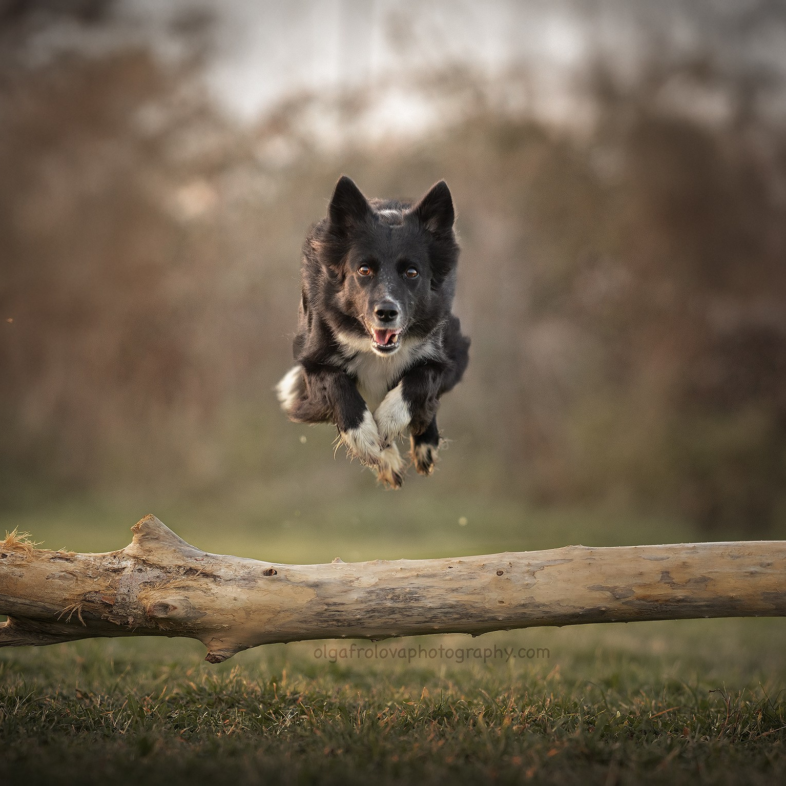 dog photography a riccione, italia, фотография в италии, фотоссесия собак в италии, адриатика