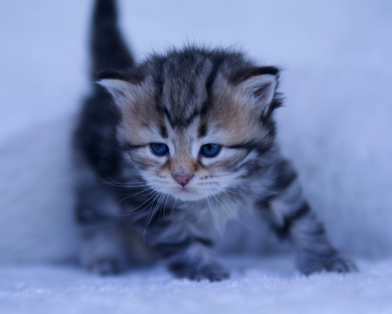 Available Traditional Siberian Kittens in Dallas | TICA & CFA Registered | Hypoallergenic Cats, Dallas Texas & USA. Astera Siberians |Hypoallergenic Kittens