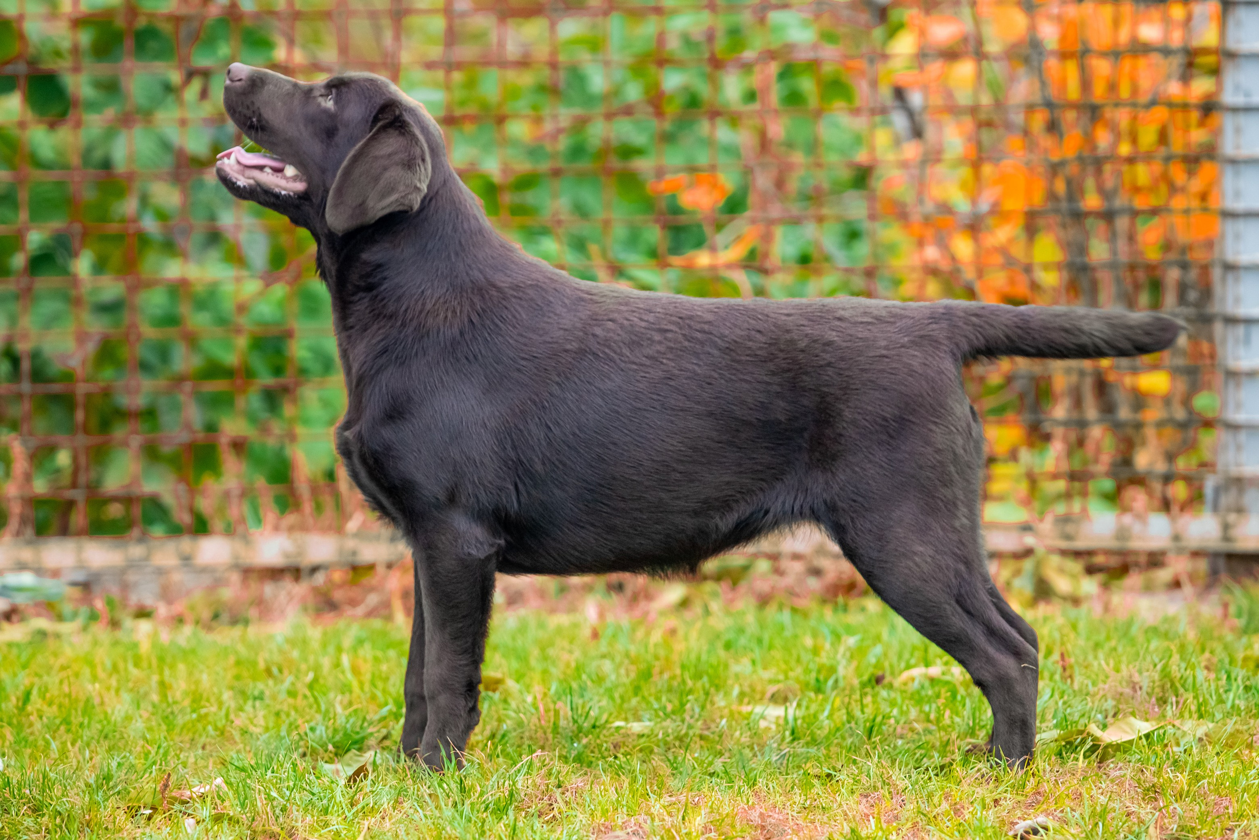 Дівчата. Цуценята лабрадор ретривера, Дніпро, Україна