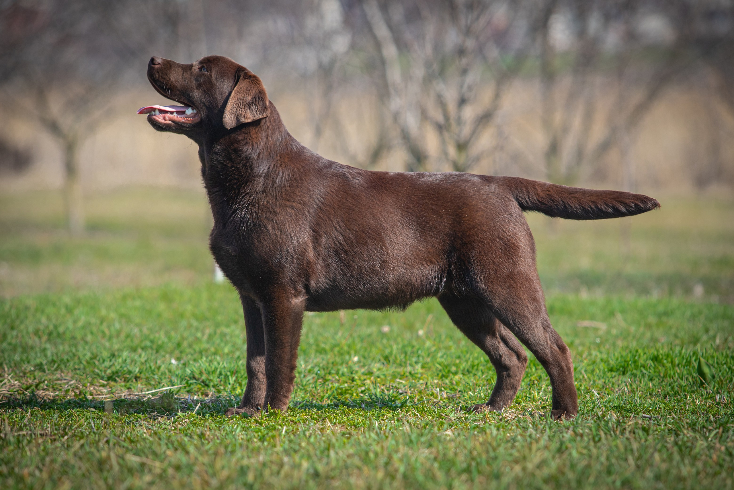 Хлопці. Цуценята лабрадор ретривера, Дніпро, Україна