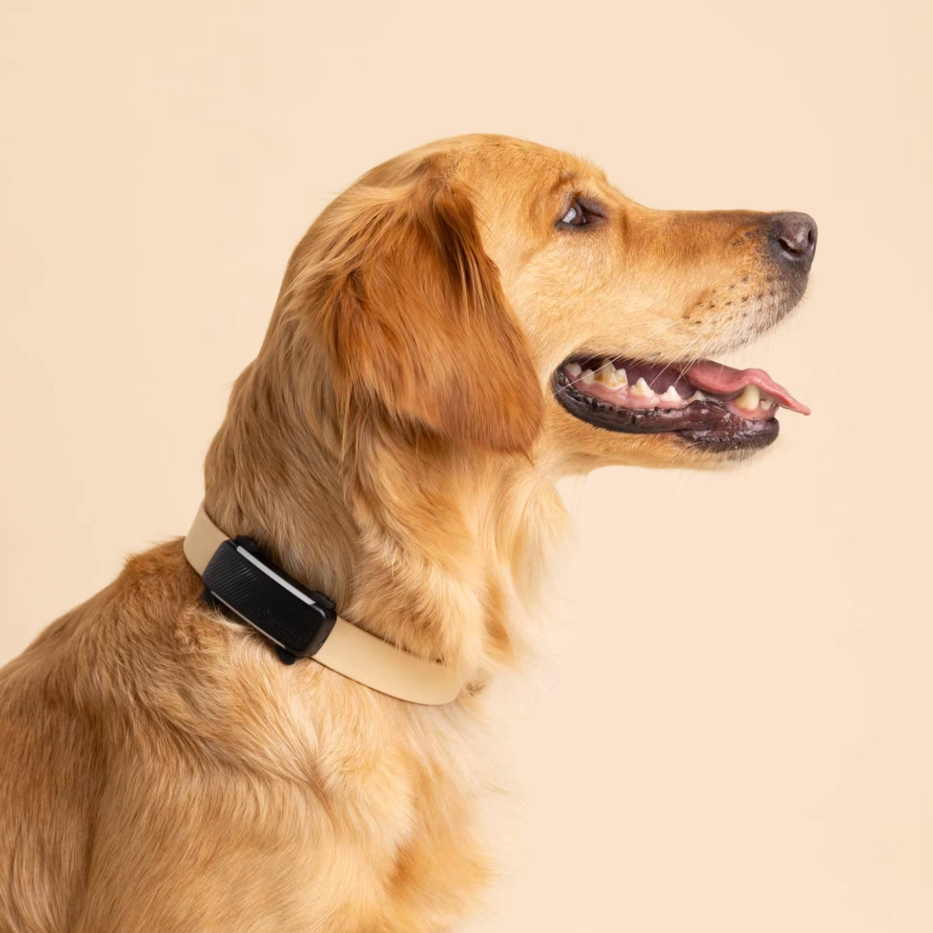 Подарунки. Фотограф-анімаліст Київ