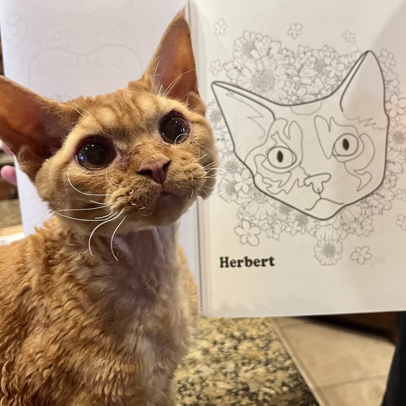 Herbert, Boy, born on 02.01.23, SOLD. Devon Rex Pixie Cattery