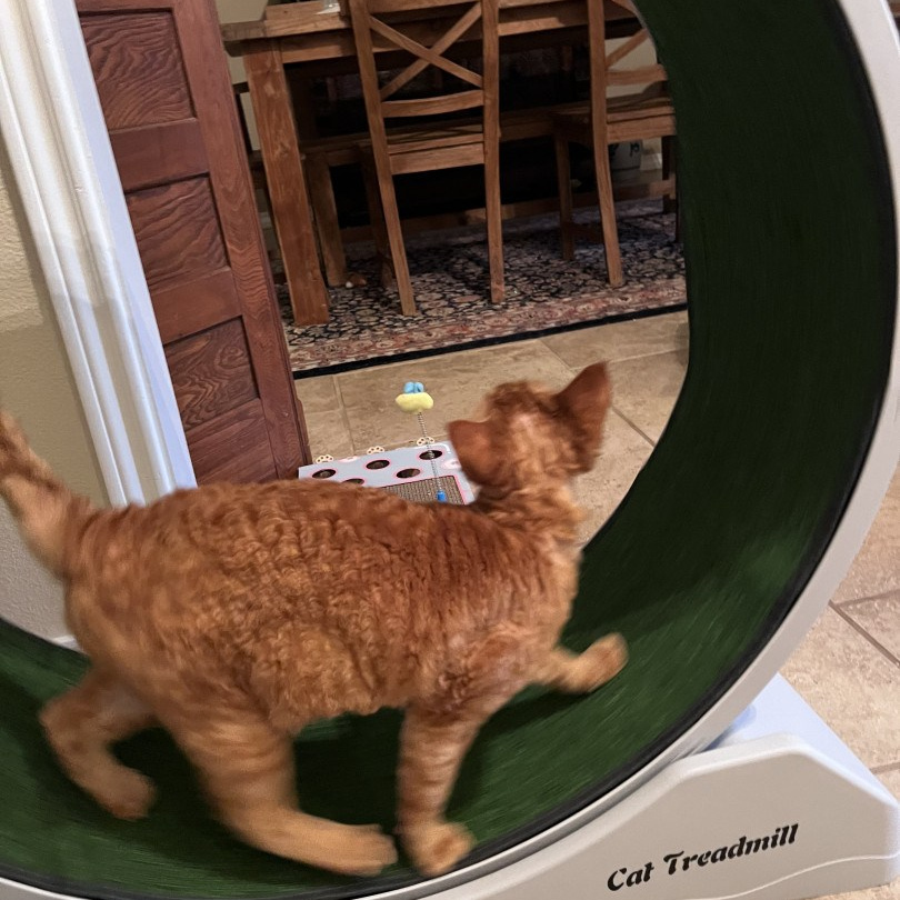 Herbert, Boy, born on 02.01.23, SOLD. Devon Rex Pixie Cattery