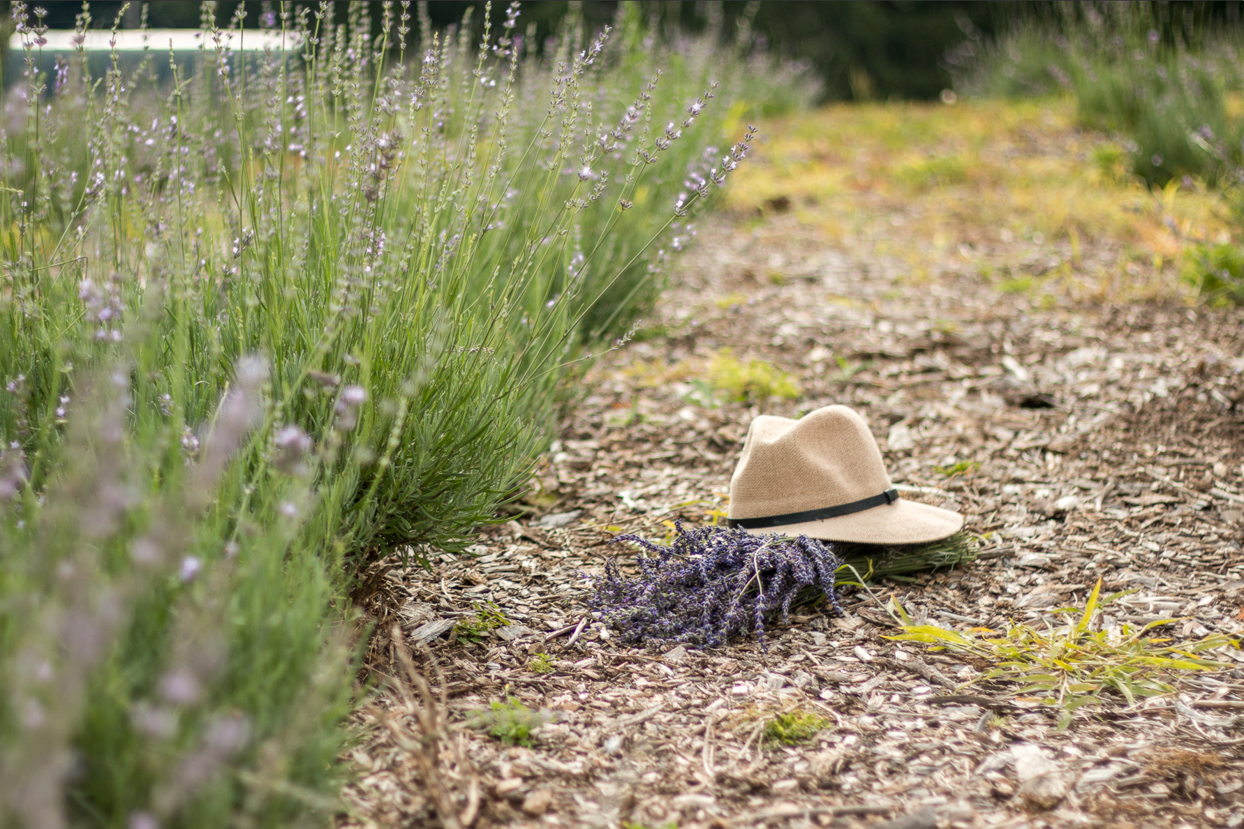 CONTACT ME. Elina Ava — Family and Portrait Photographer in NW Suburbs of Chicago