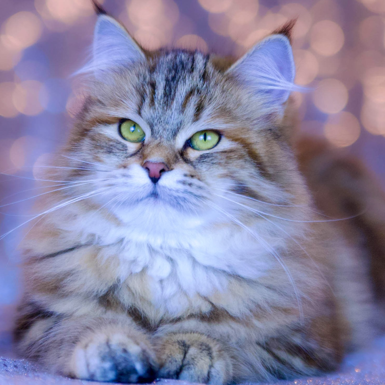 Stanning Siberian female cat 