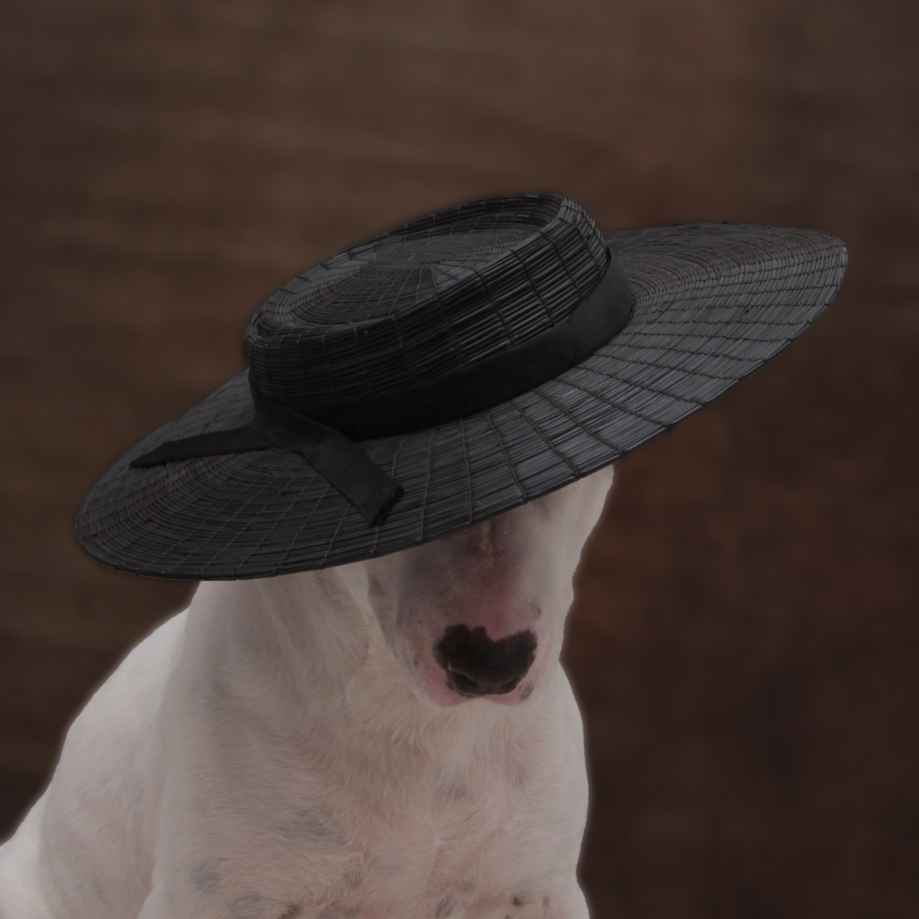 PetsFoto. Fotografo Barcelona Espania