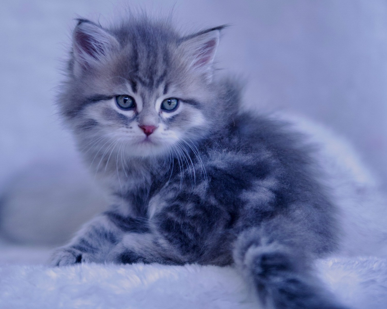 Fedora & Onisim Kittens update. Astera Siberians |Hypoallergenic Kittens