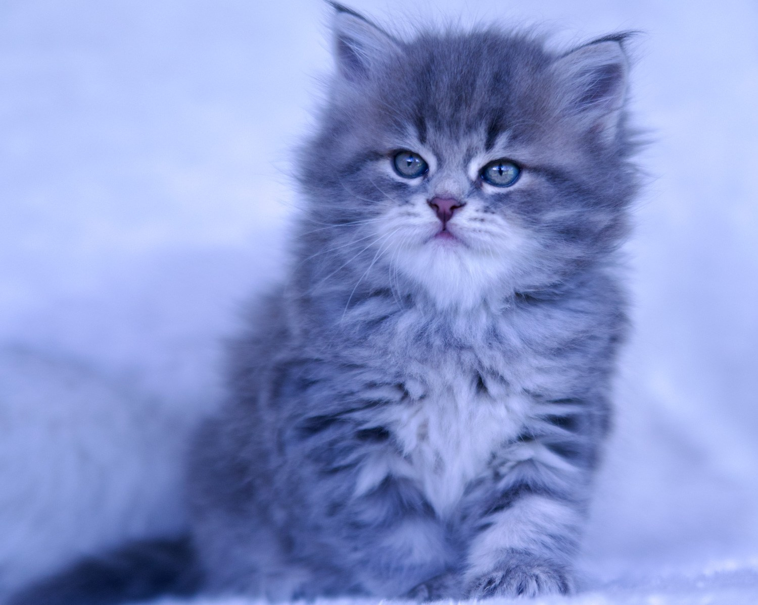 Fedora & Onisim Kittens update. Astera Siberians |Hypoallergenic Kittens