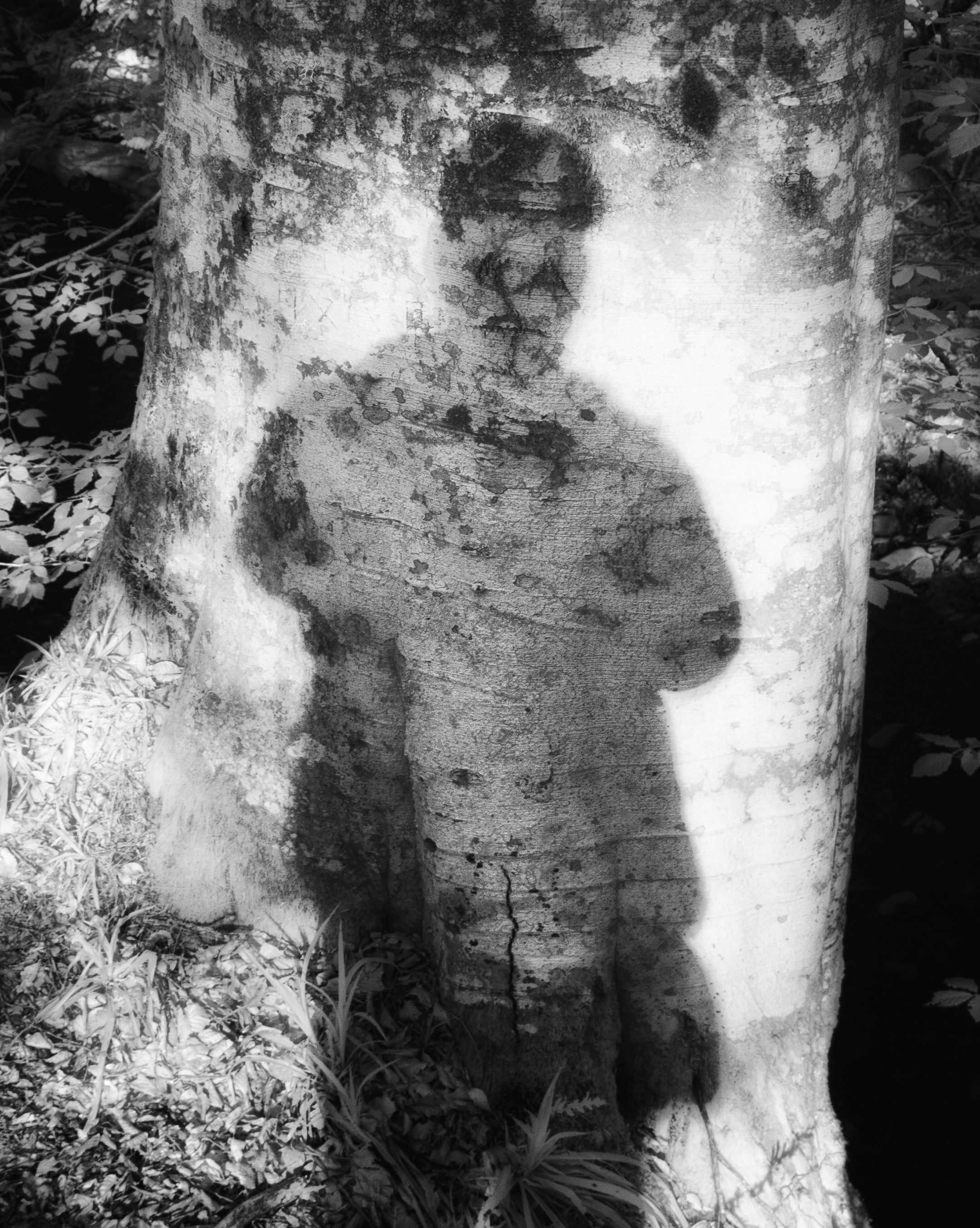 Self portrait, shadow on a tree in infrared black and white
