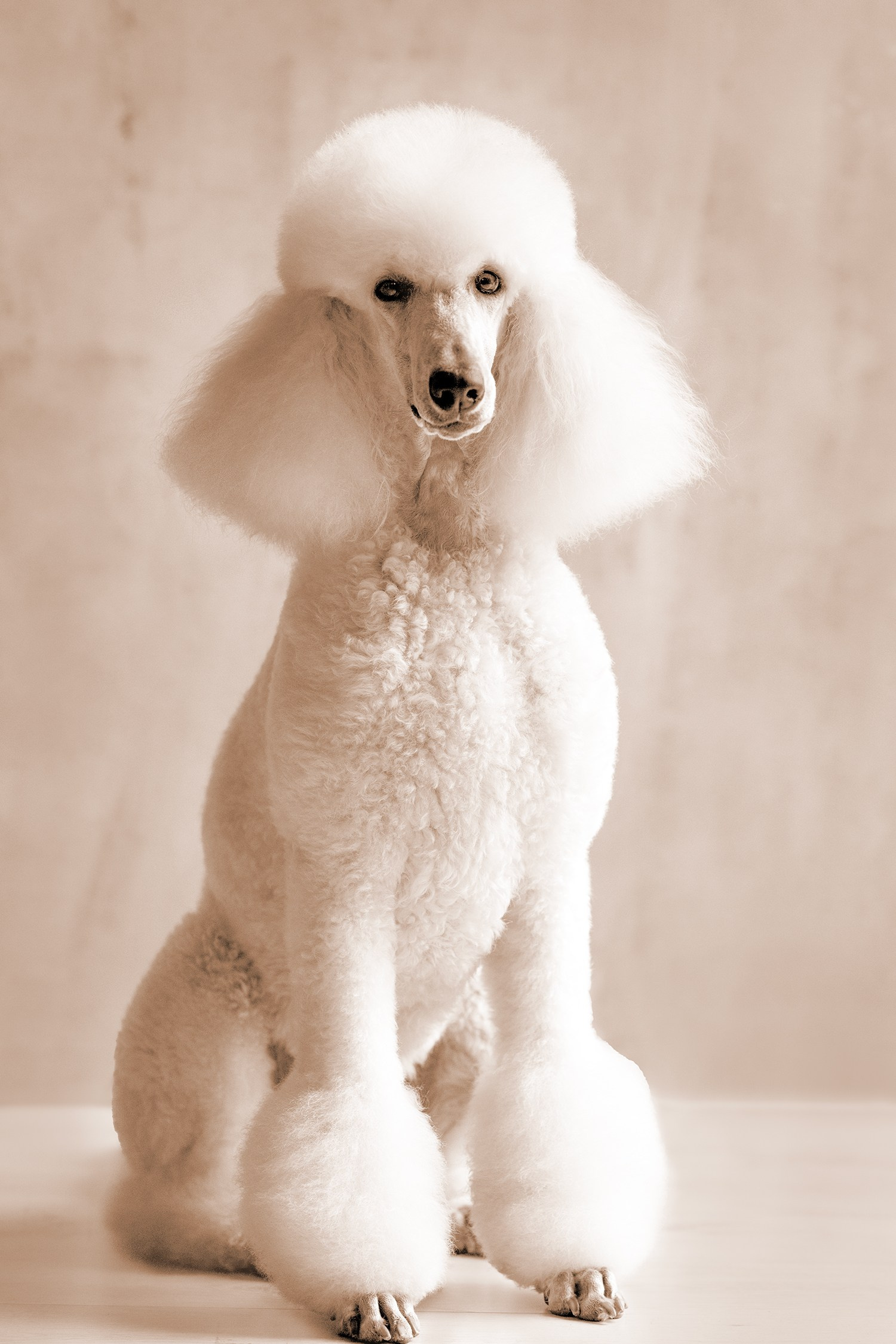 Servizi. Fotografa a Riccione, ritratti di bambini e famiglia, animali domestici