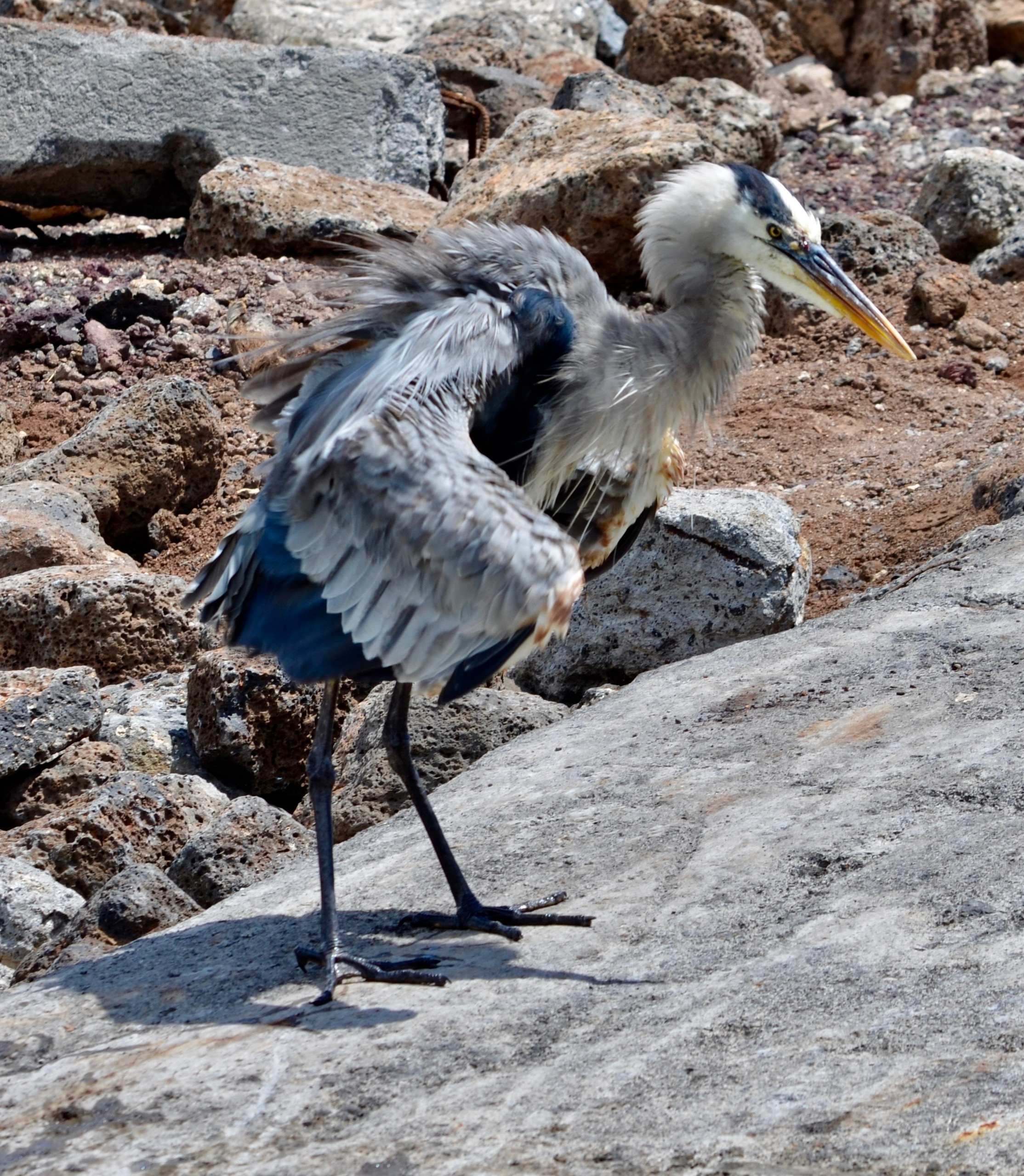 Galapagos. Milok et Kirok sont des gens positifs et réels. Nous serons ravis de v
