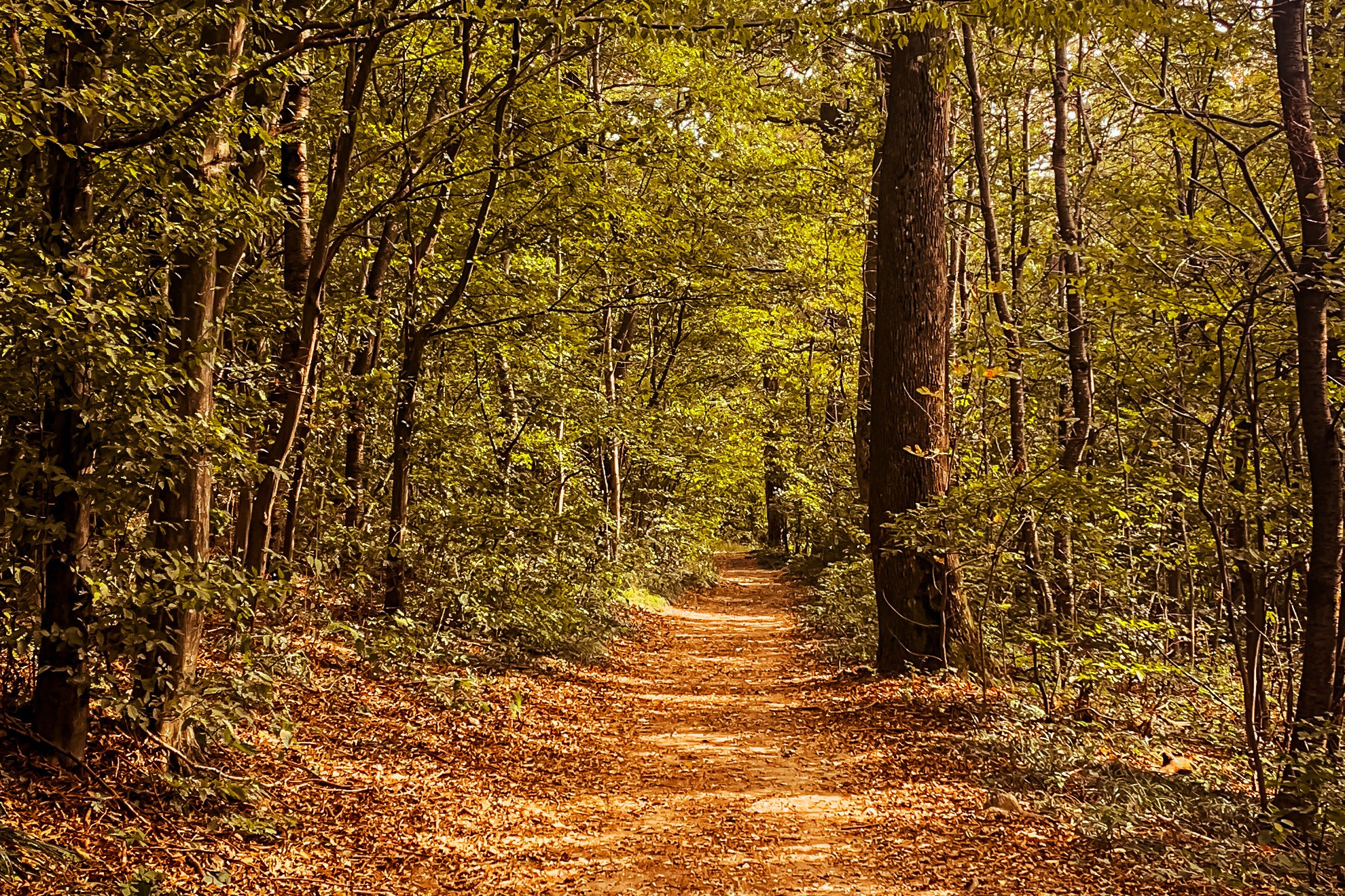 Hiking in Vienna | Wanderpass
