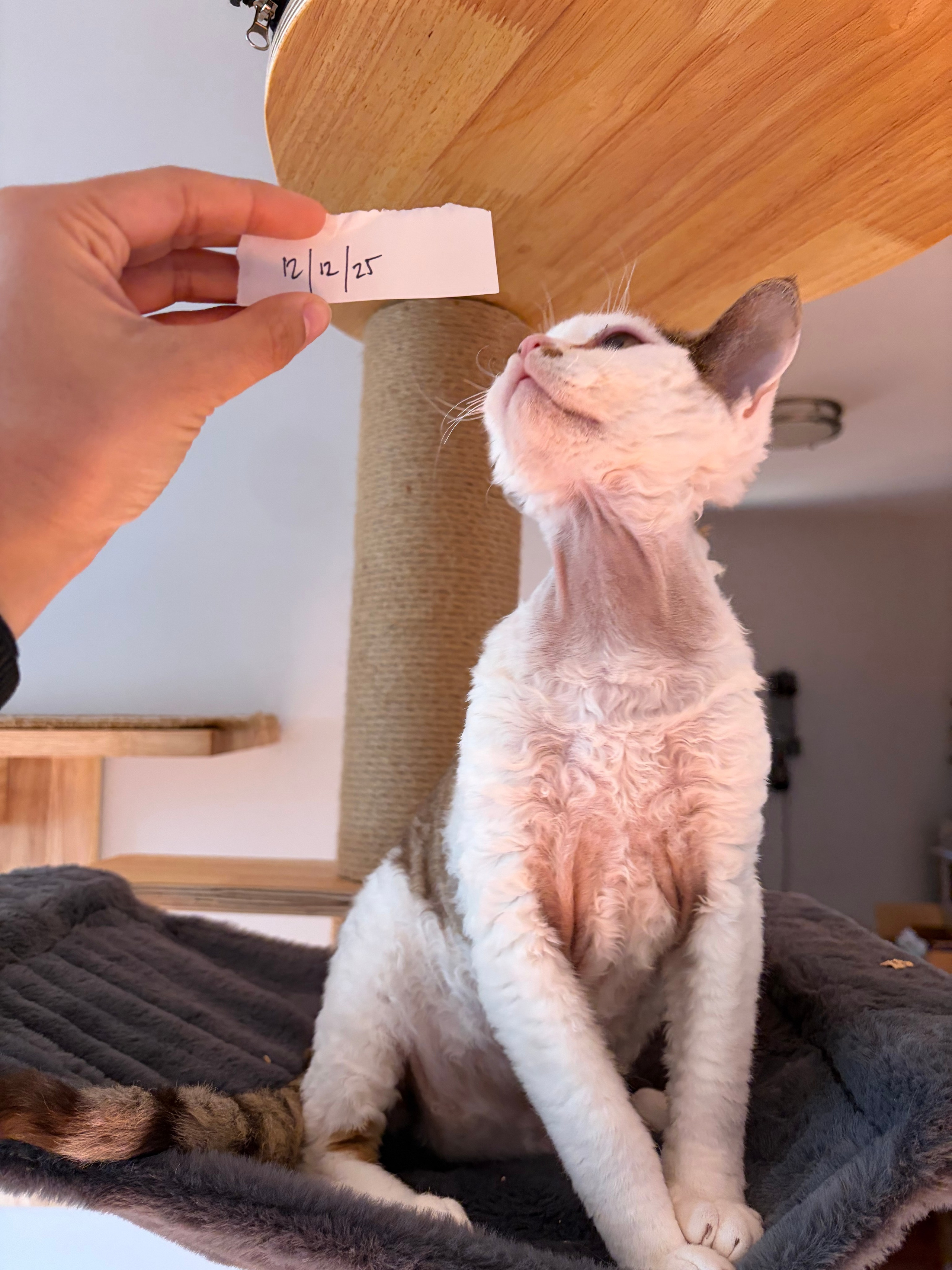 Hector, boy, born 04.20.25. Devon Rex Pixie Cattery