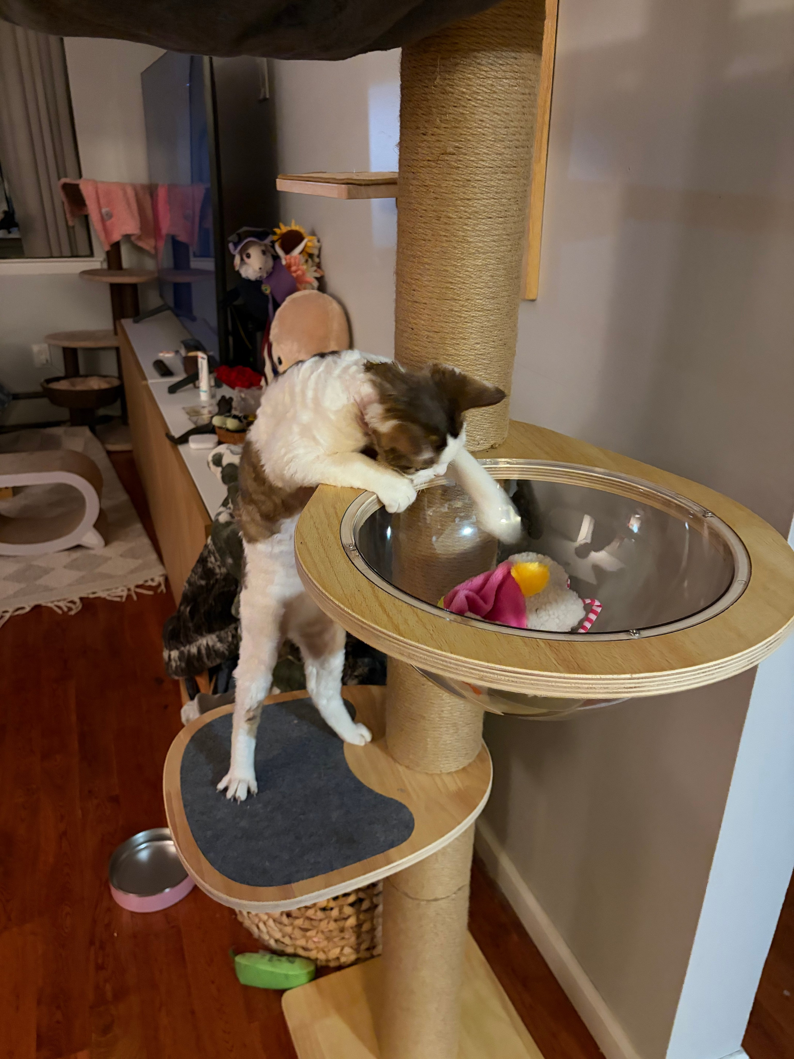 Hector, boy, born 04.20.25. Devon Rex Pixie Cattery