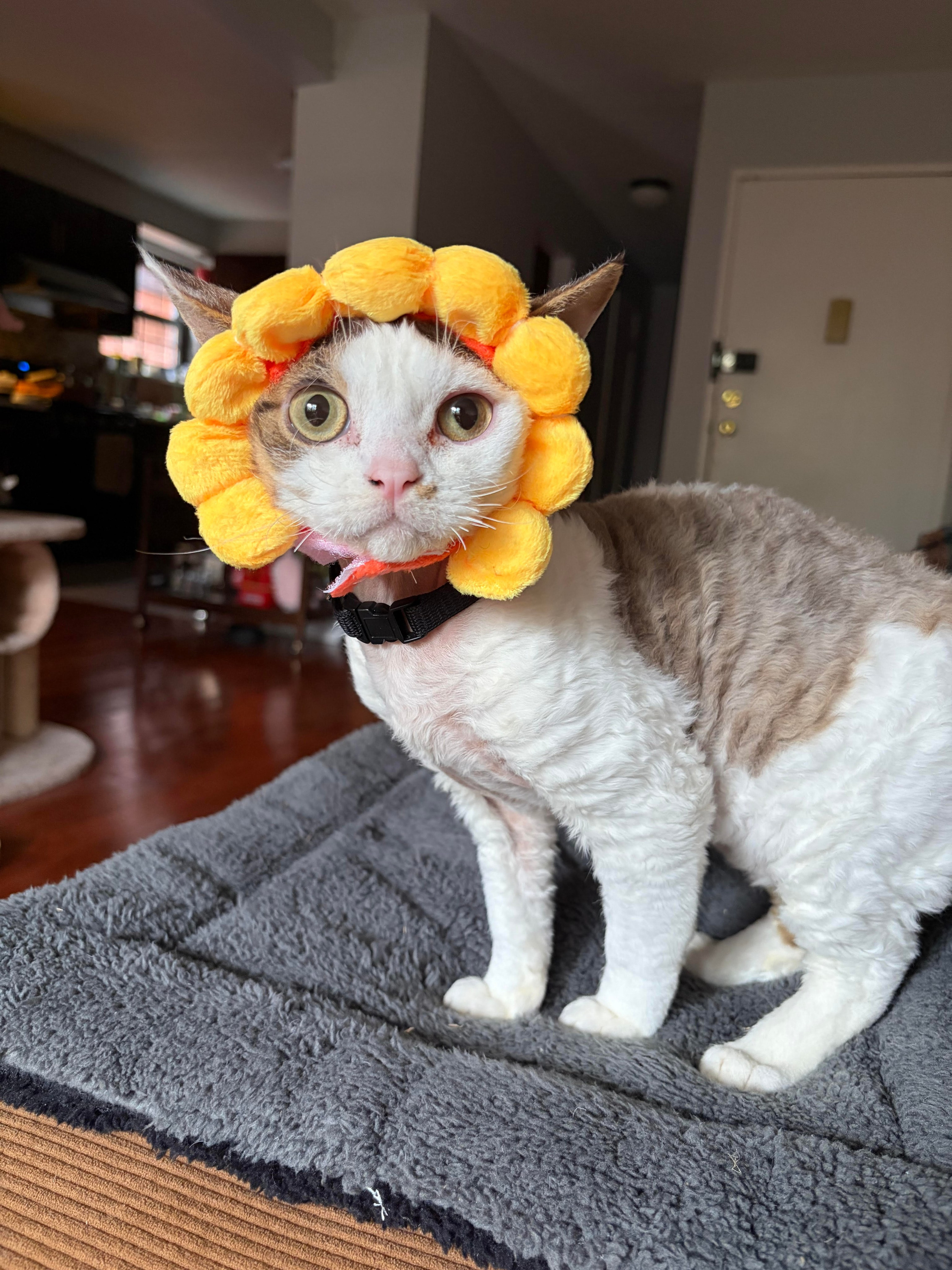 Hector,  boy, born 04.20.25. Devon Rex Pixie Cattery