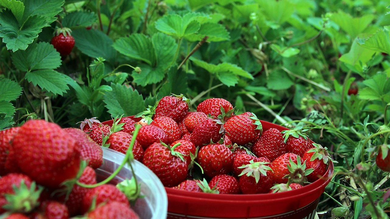 Close-up of large, vibrant strawberries produced with Grow Peat Organic Fertilizer, Ruiru, Kenya
