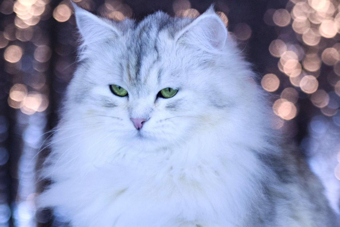 Elegant silver siberian queen outdoors in a snowy forest - hypoallergenic breeding female from champion lines