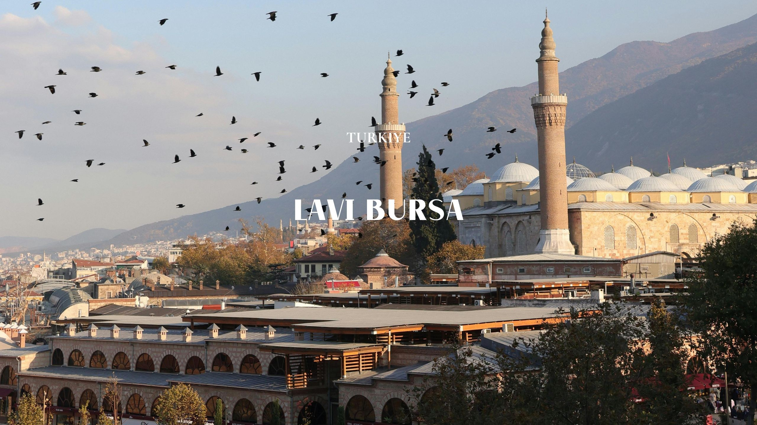 Lavi Group by lavitravel