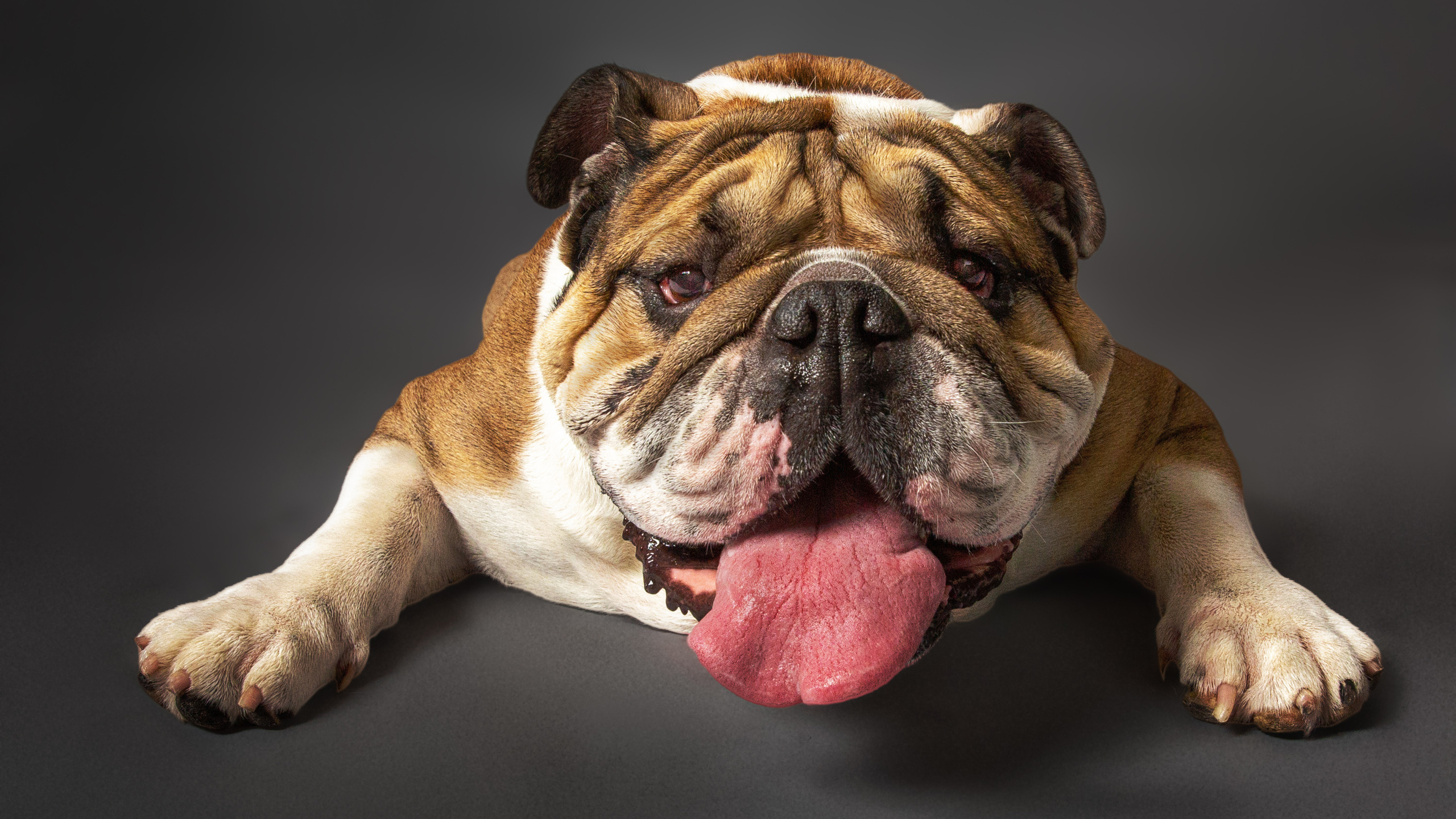 Pet Photography. Pet, Senior, Landscape, portrait studio, photographer in Miami and Sou