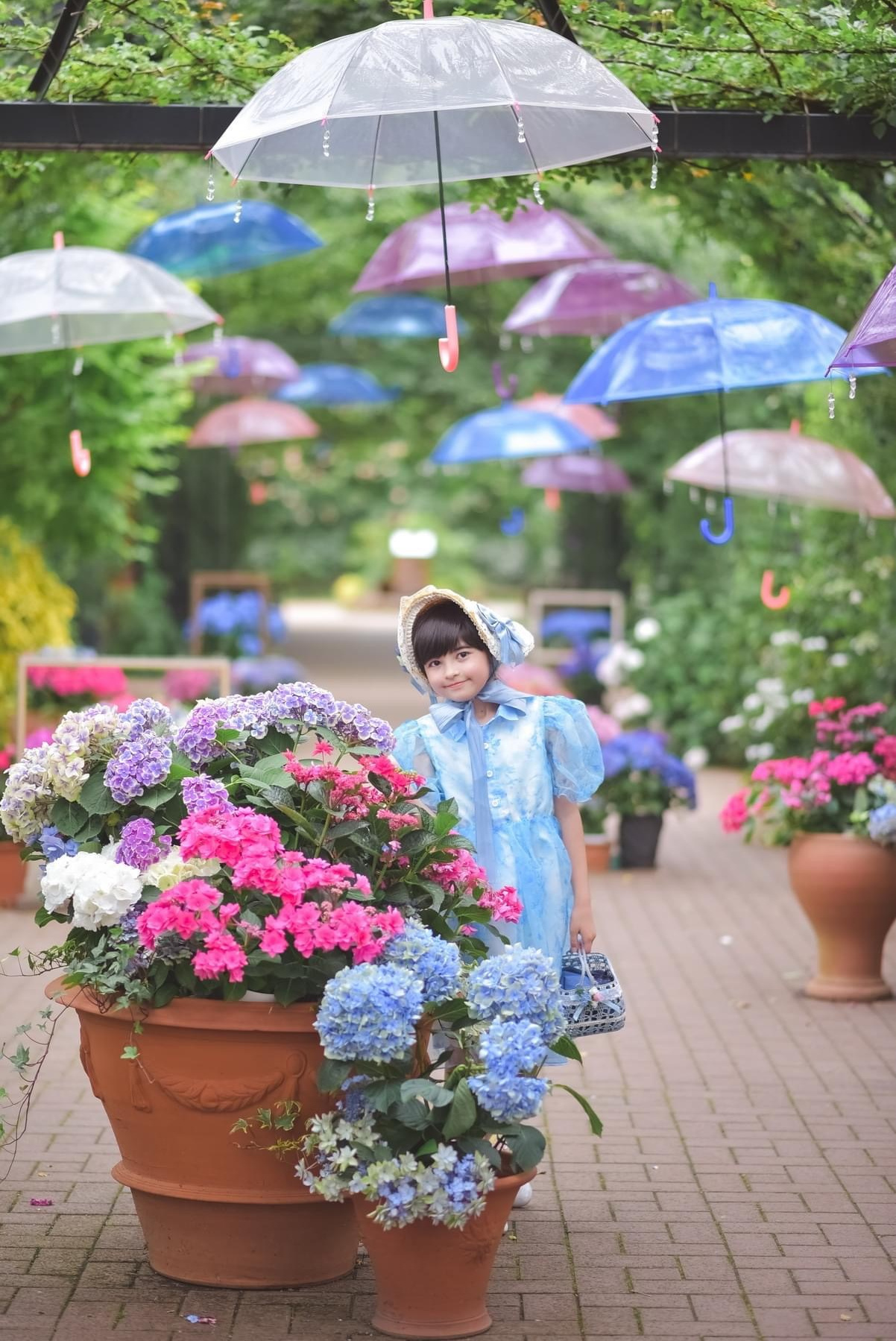 Hydrangea. Photographer in Tokyo, Japan