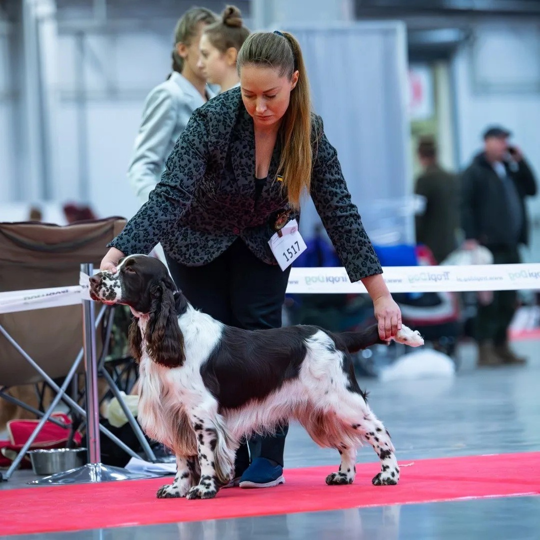 Photo of a springer spaniel at an exhibition in Poland