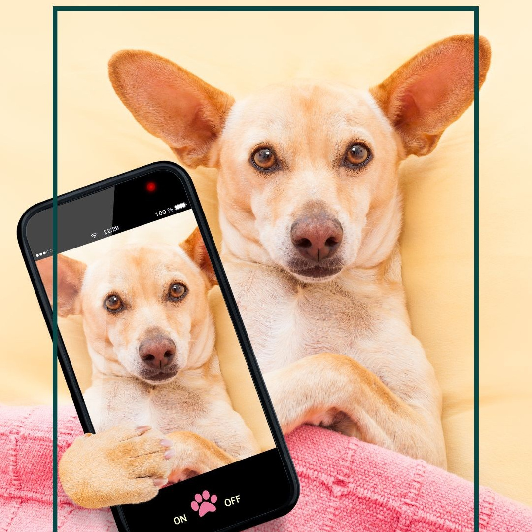 Сайт Ольги Беренштейн. Визуальный брендинг