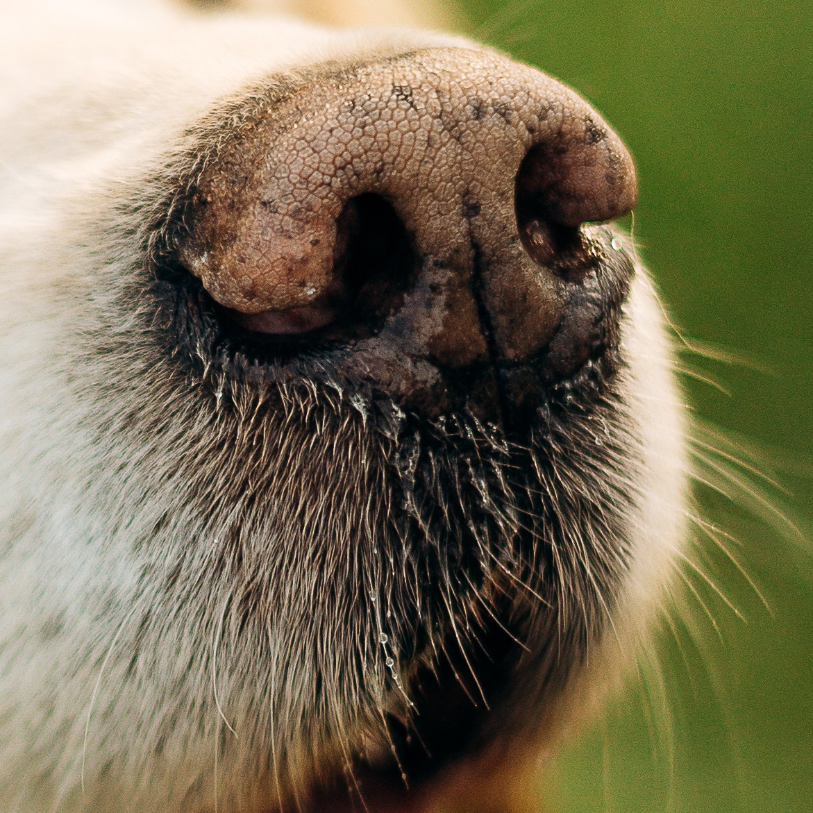 Обо мне. Фотограф-анималист | Белград
