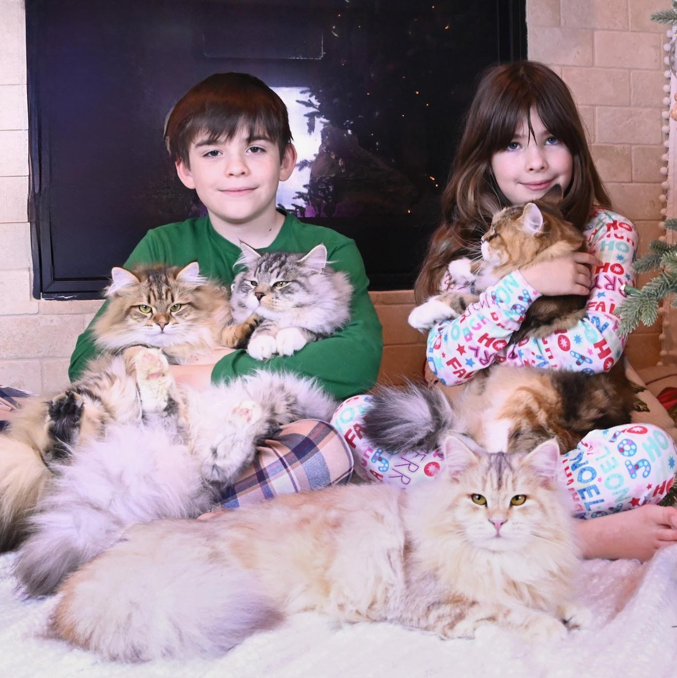 Two children holding fluffy Siberian kittens by the fireplace