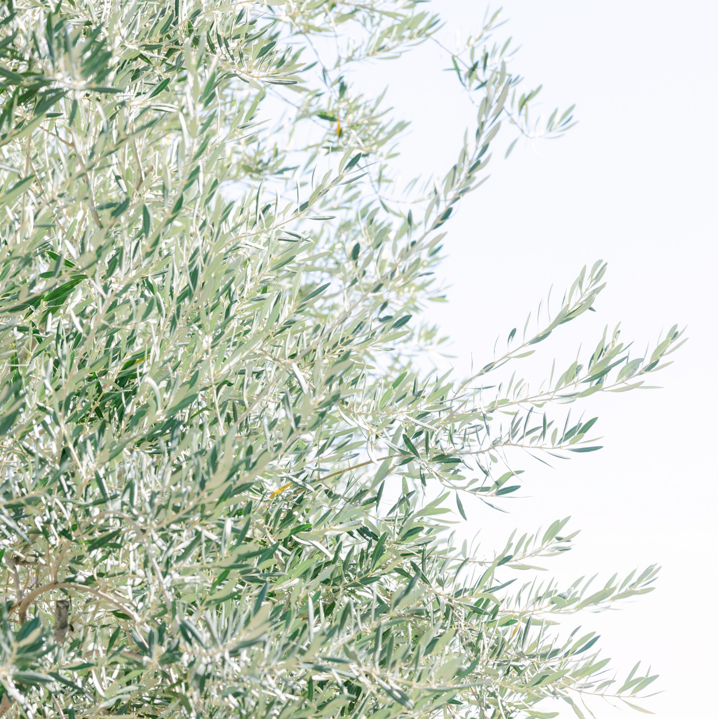 Wedding photographer in Arizona 