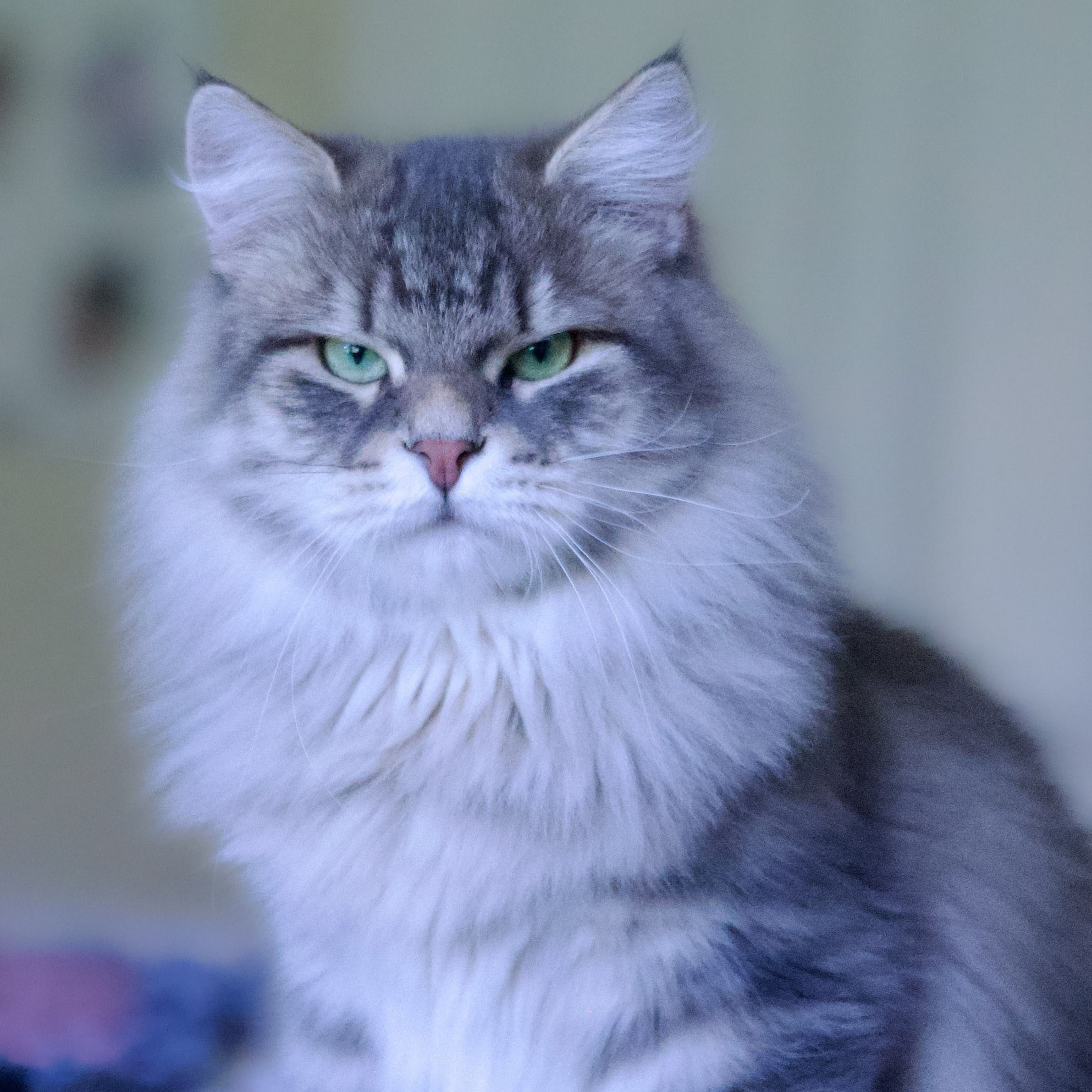 Blue tabby Siberian male cat with green eyes and full coat - purebred hypoallergenic Siberian cat form Texas cattery.