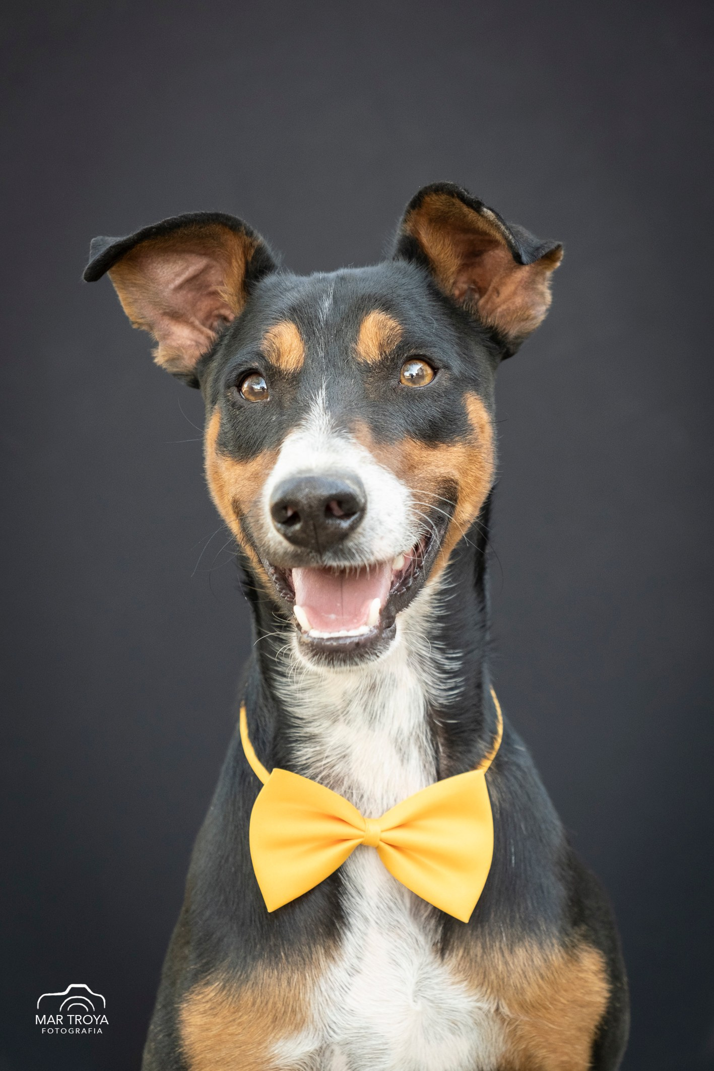 Navidad 2025. Fotos con huella, fotografía de perros y mascotas en Sevilla