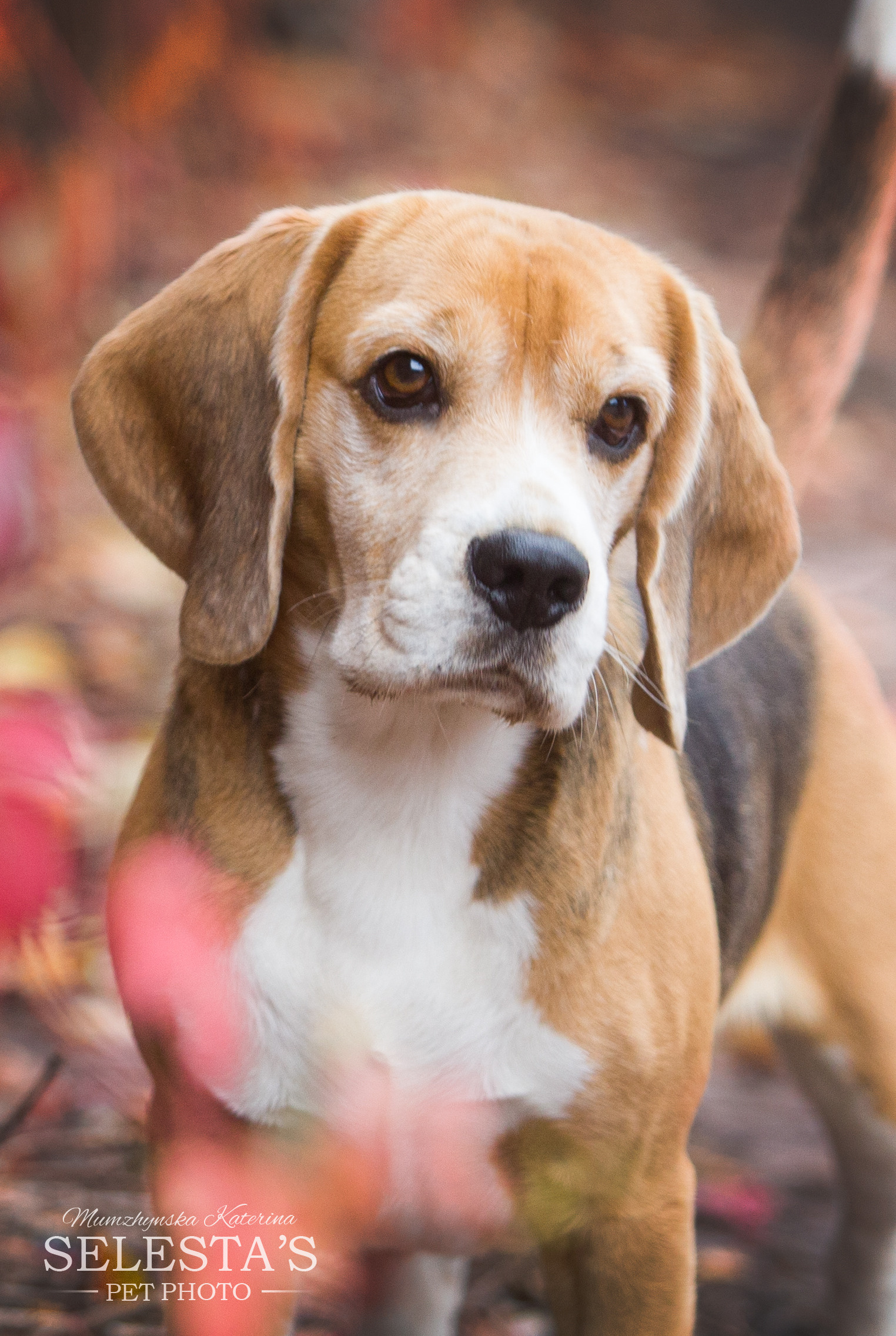 Хлопці. Розплідник біглей в Україні