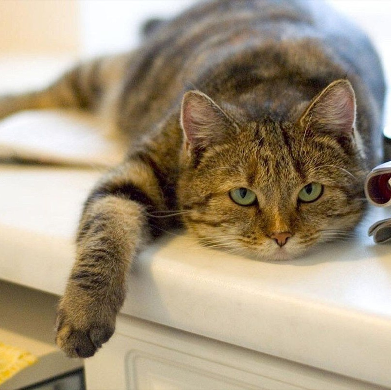 Наши подоконники нравятся даже котикам!