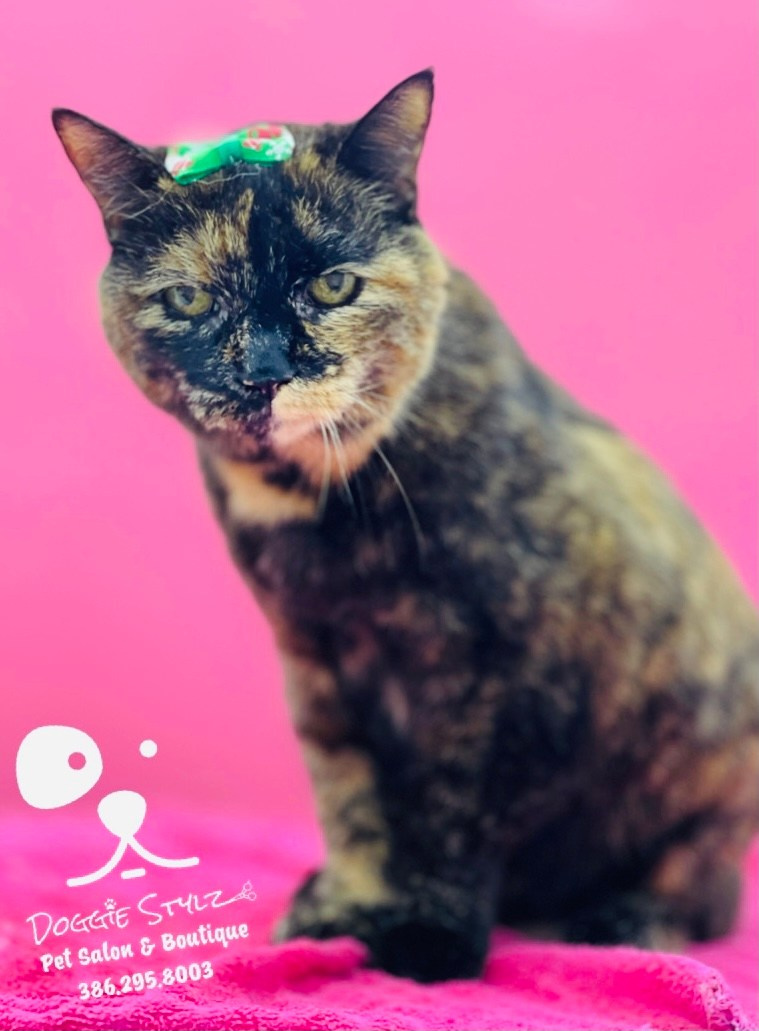 CAT GROOMING. Doggie Stylz Pet Salon