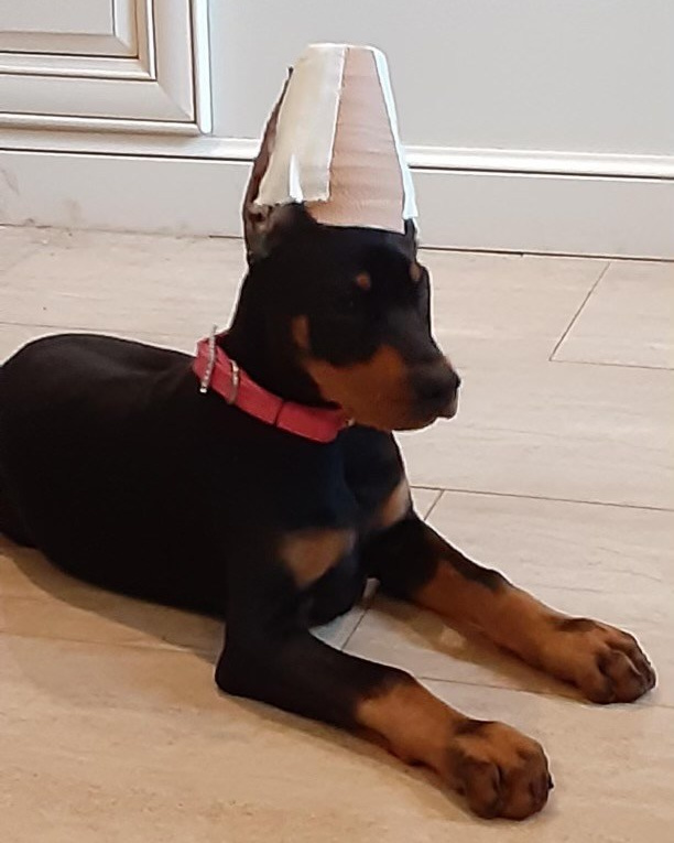 FAQ. Spumanti Dobermans