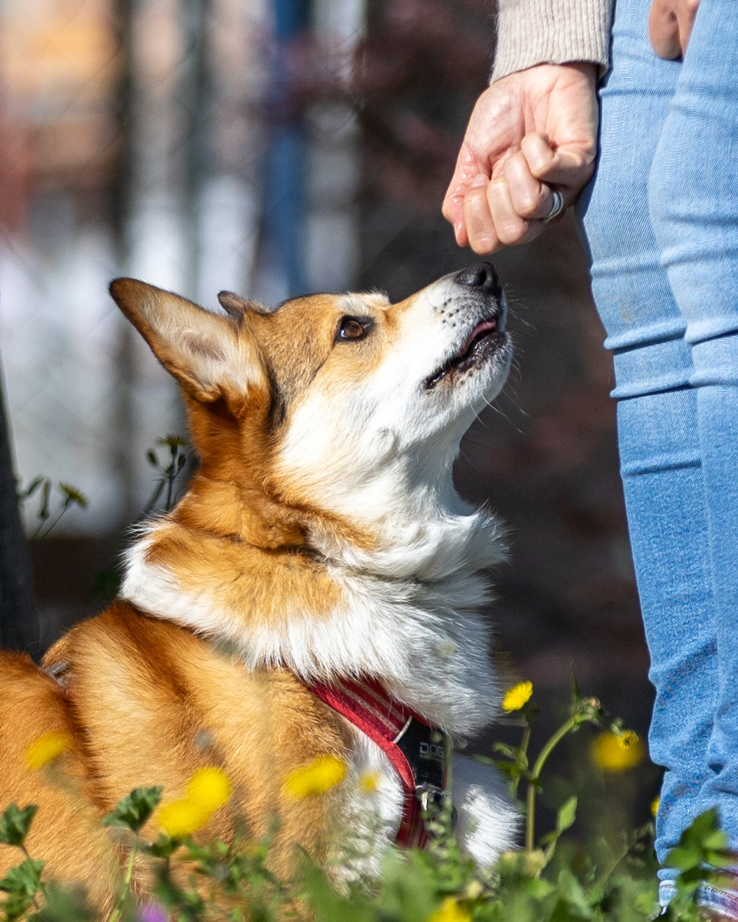 Pets. People & pet photographer based in Barcelona