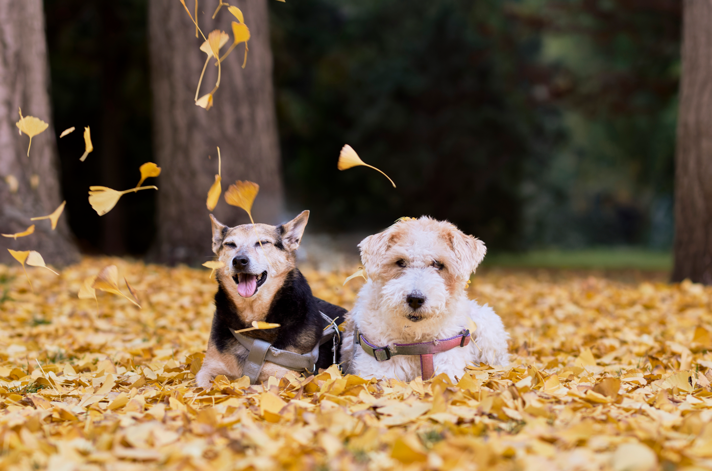 Cómo enseño fotografía de mascotas: ética, color, técnica y el vínculo humano‑animal