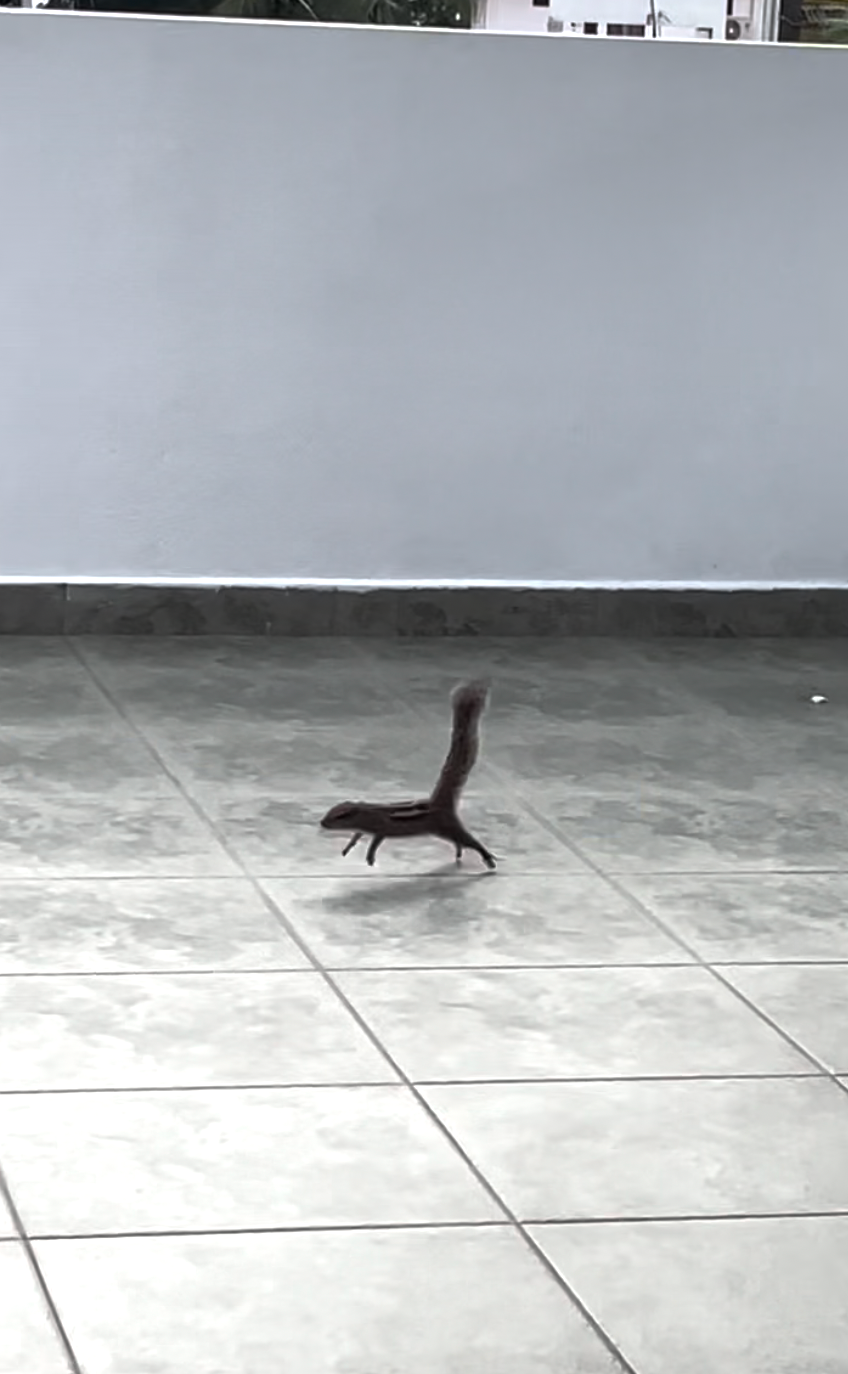 Sri Lanka'ya Seyahat Etmenin Artıları ve Eksileri - Kapsamlı Bir Rehbe