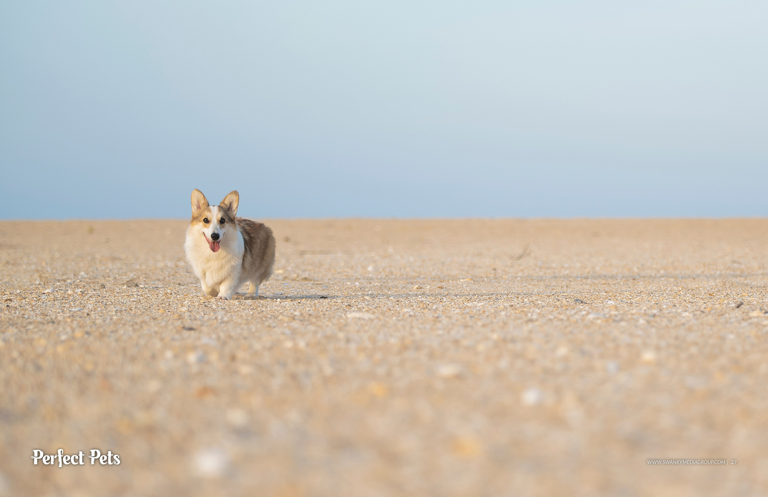 Publications. Katerina Royter Pet Photographer North Florida