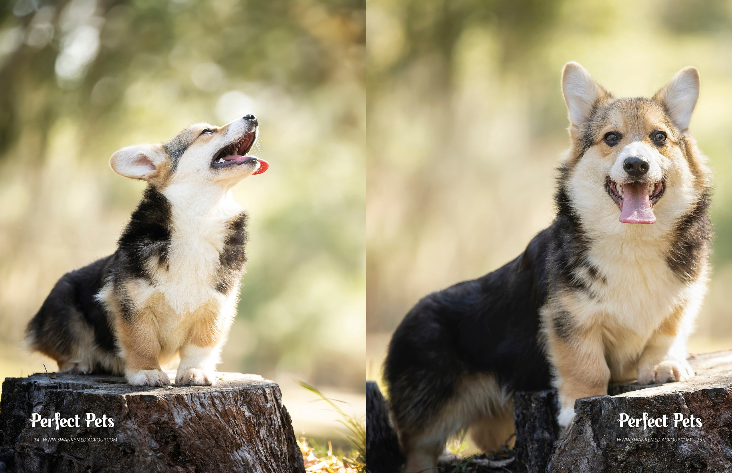 Publications. Katerina Royter Pet Photographer North Florida