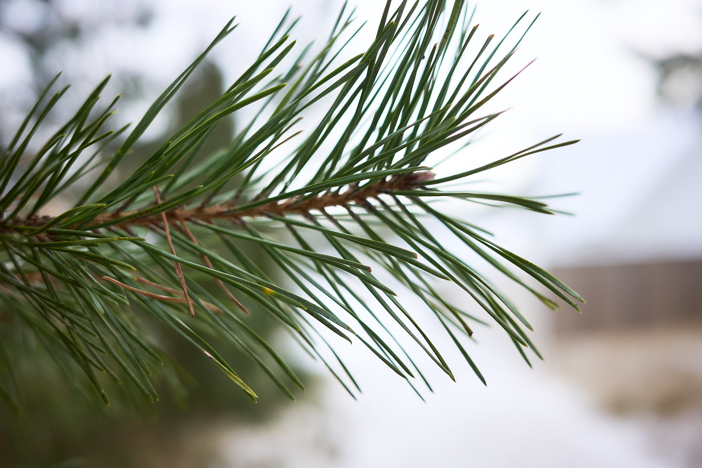 Winter photowalk in Åhus. Yuri Popkov | Photographer